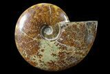Polished, Agatized Ammonite (Cleoniceras) - Madagascar #88341-1